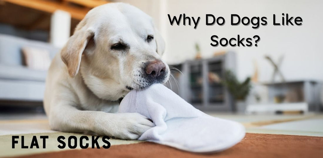 Dog chewing on a sock